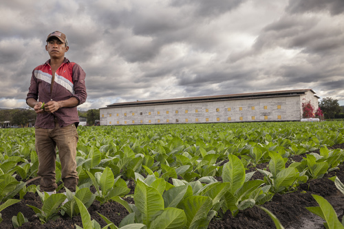 Nicaraguan Farm, Esteli, Nicaragua