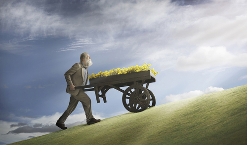 Pushing up the Daisies