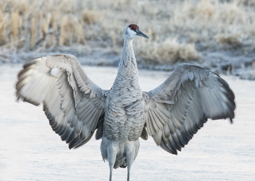 SandHill Crane