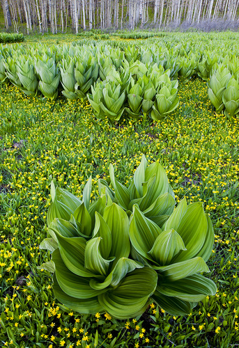 Spring Corn Lilies