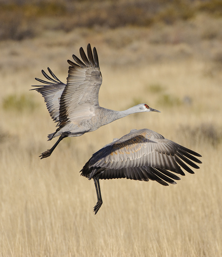 Crane Flight Yin-Yang