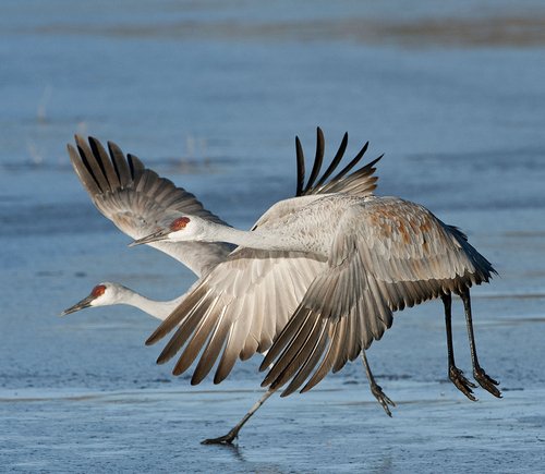 Sandhill Cranes