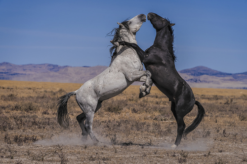 Shall We Dance