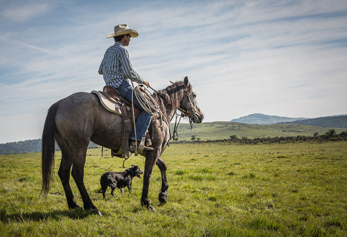 Ready For The Round Up