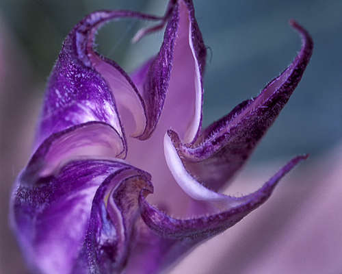 Flower Twist