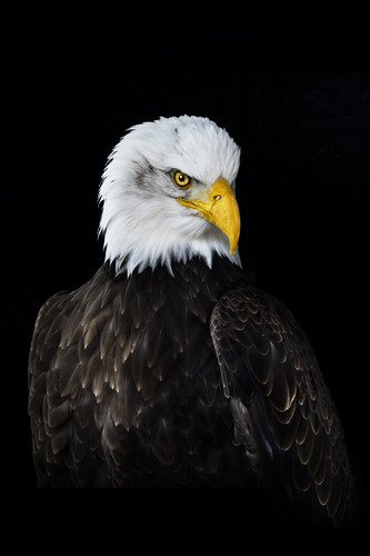 sven, sea eagle white head