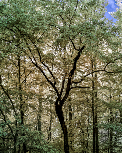 Bent Tree IR