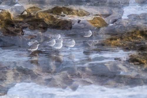 The Flock 2