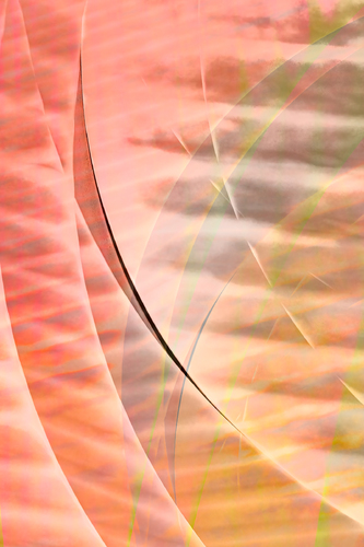 Coral In Motion