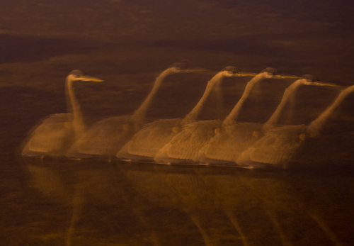 Blue Heron 30 Sec Night Stalk