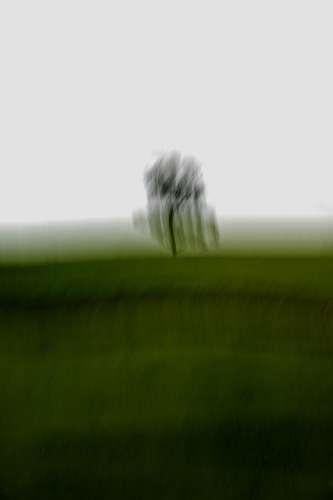 albero
