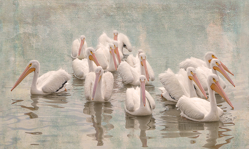 A Pod of Pelicans