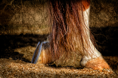 Hooves