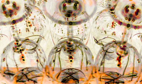 wineglasses