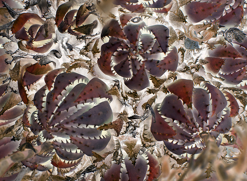 Exploding Cactus