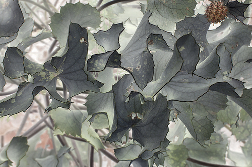Leaves
