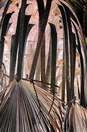Palm