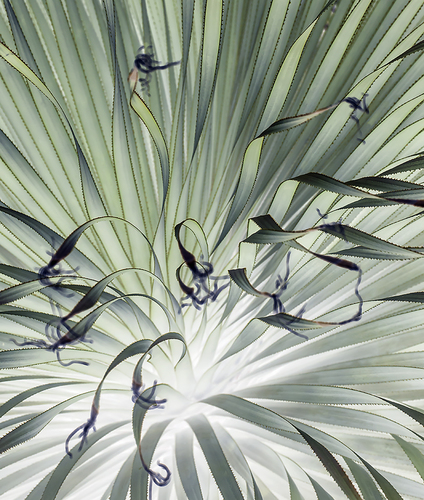 Plant #4
