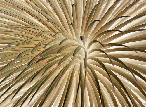 Plant #5
