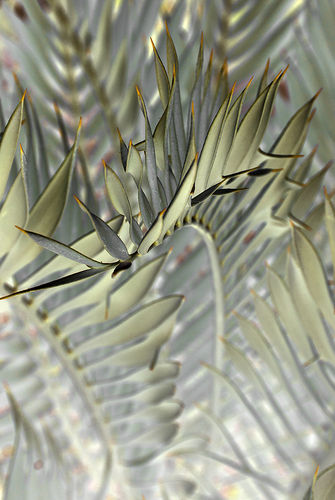 Encephalartos horridus
