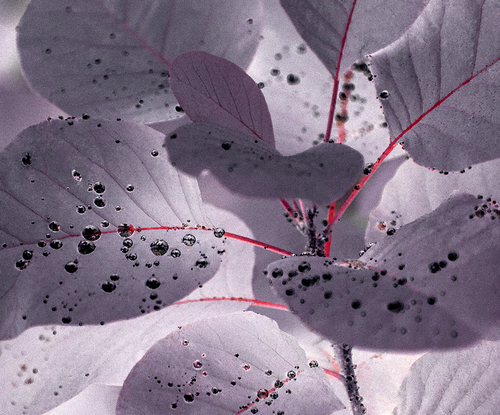 Wet leaves