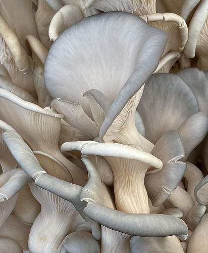 Blue oyster mushrooms