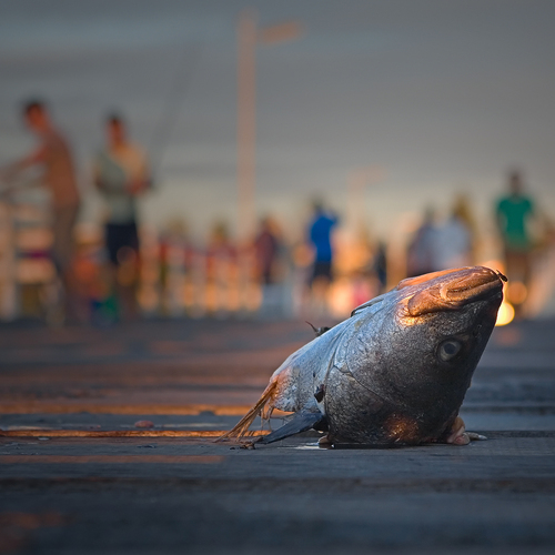Luring Crabs