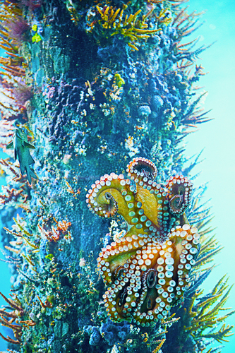 Octopus