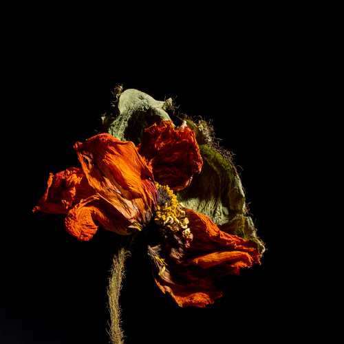 Poppy #2