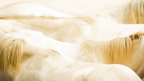 The Golden Manes