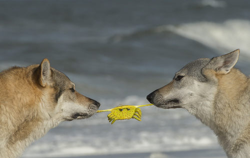 Wolfdogs with their Crab