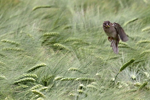 Sparrow