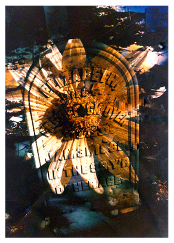 Elizabeth's Flower