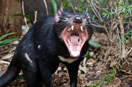 Tassie Devil