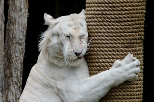 White Bengal Tiger