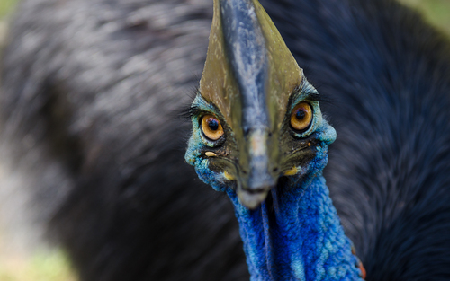 Cassowary