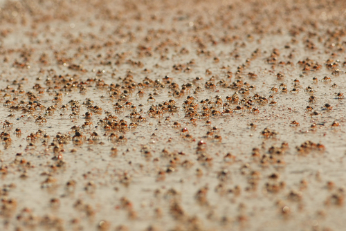 crab crowd