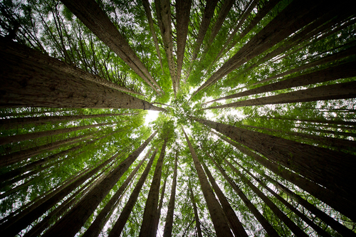 Redwoods