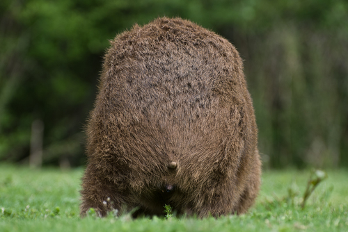 wombats weapon