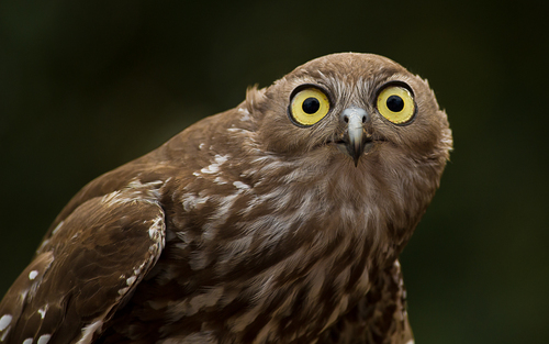 Australian Barking Owl