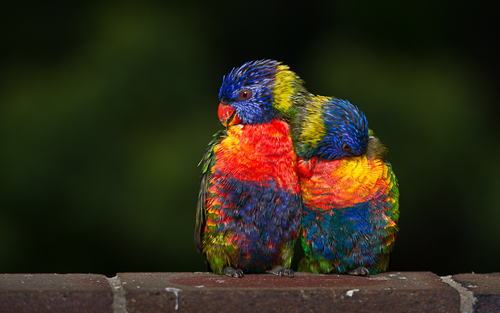 Perfect Partners