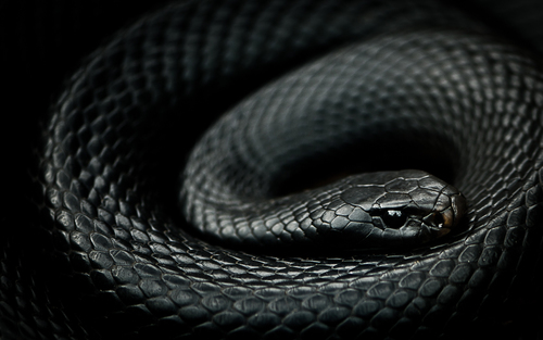 Red Bellied Snake