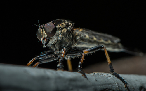 Fly the Magnificent