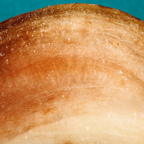 Chiku Fruit