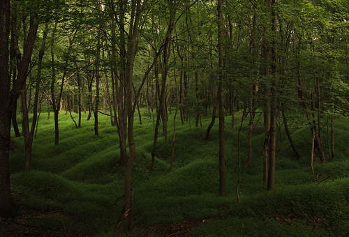 Awakening - Forest Tales