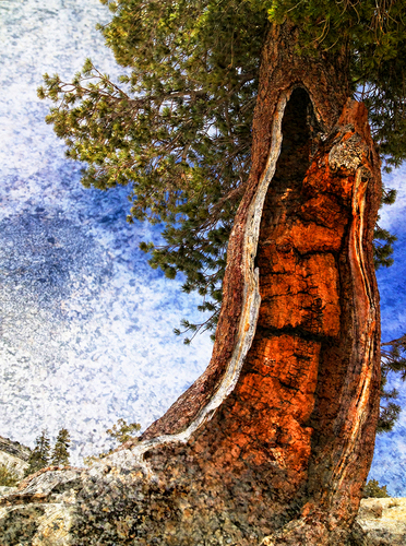 Jack Pine at Olmstead Point