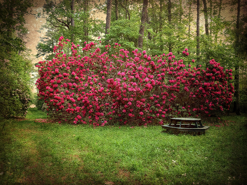 Efflorescence