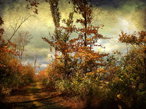 Alligator Hill