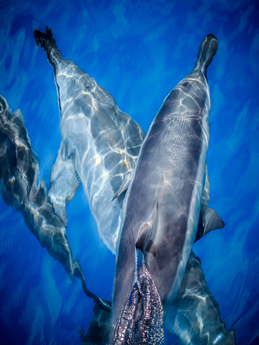 Dolphin Race