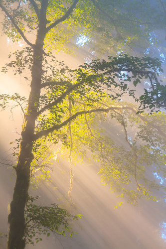 Light Shower